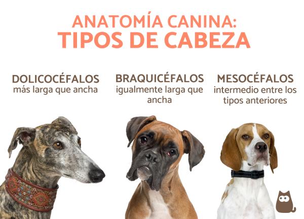 Anatomia psa - Zewnętrzna i wewnętrzna - Anatomia psa 