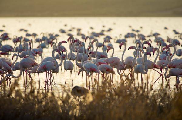 Gdzie w Hiszpanii żyją flamingi?  - Park Przyrody Fuente de Piedra