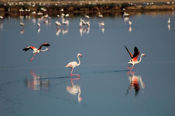 Gdzie w Hiszpanii żyją flamingi?  - bagna rzeki Odiel