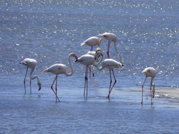 Gdzie w Hiszpanii żyją flamingi?  - Park Przyrody Delty Ebro
