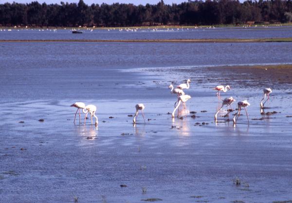 Gdzie w Hiszpanii żyją flamingi?  - Doñana