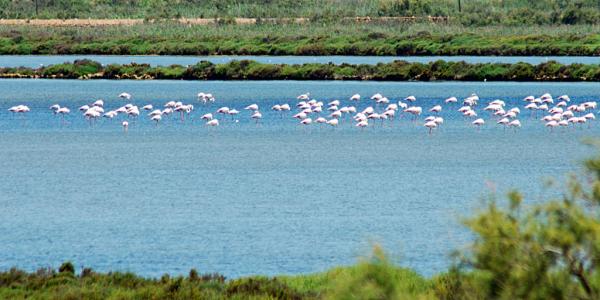 Gdzie w Hiszpanii żyją flamingi?  - Przylądek Kota