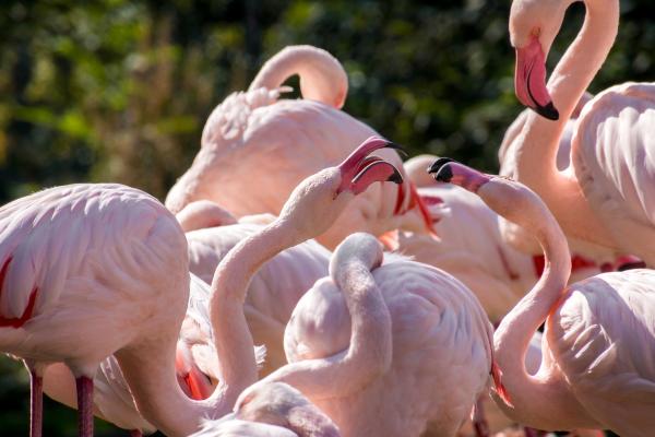 Gdzie w Hiszpanii żyją flamingi?  - Zalew Salobral