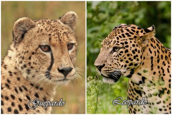 Różnice między gepardem a lampartem - różnice w wyglądzie