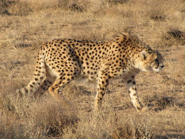 Różnice między gepardem a lampartem - inne gepardy