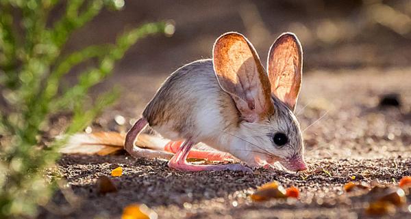 Najzabawniejsze zwierzęta świata - myszoskoczek uszaty 