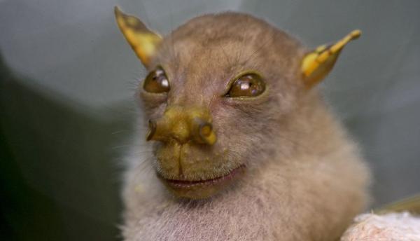 Najzabawniejsze zwierzęta na świecie - Bat Yoda