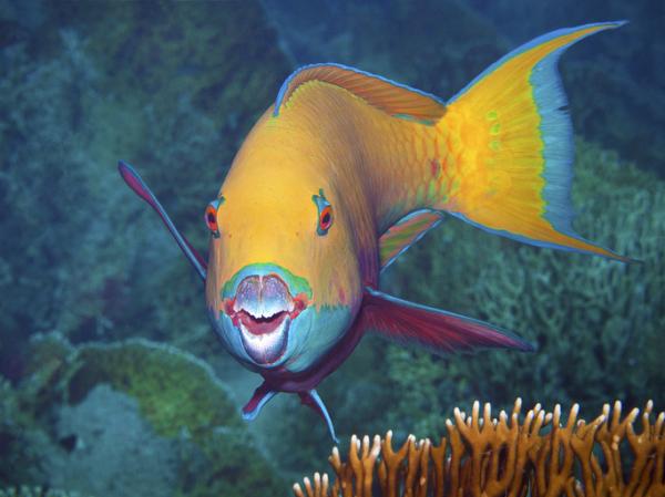 Najzabawniejsze zwierzęta świata - Parrotfish 
