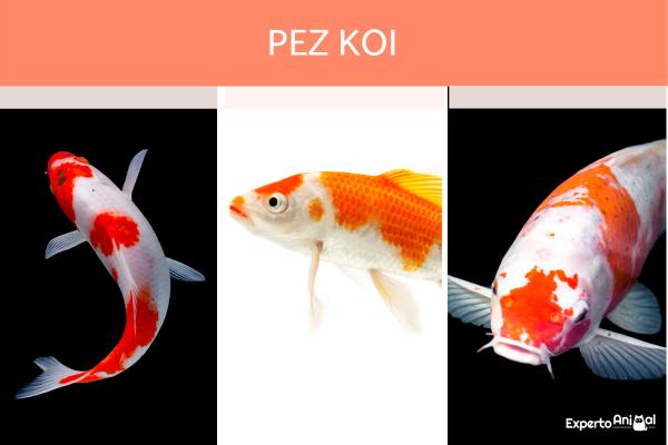Ryby japońskie - Rodzaje i cechy - Charakterystyka ryb Koi