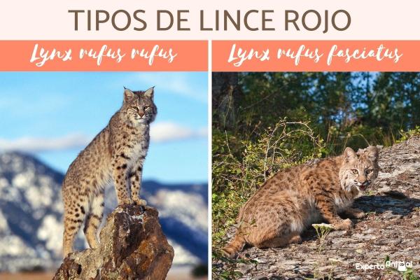 Rodzaje rysi - Charakterystyka i miejsce zamieszkania - Ryś rudy (Lynx rufus)