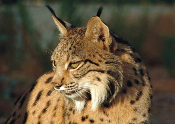 Rodzaje rysi - Charakterystyka i miejsce zamieszkania - Ryś iberyjski (Lynx pardinus)