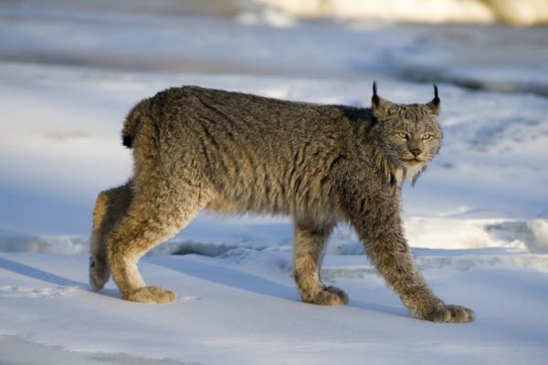 Rodzaje rysi - Charakterystyka i miejsce zamieszkania - Ryś kanadyjski (Lynx canadensis)
