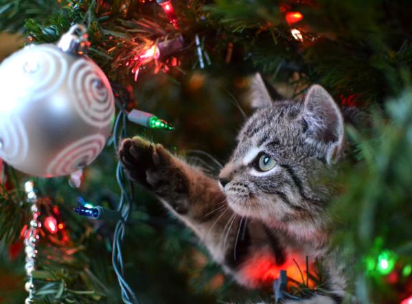 Niebezpieczne dla zwierząt ozdoby świąteczne - girlandy, kokardki i błyszczące gwiazdki