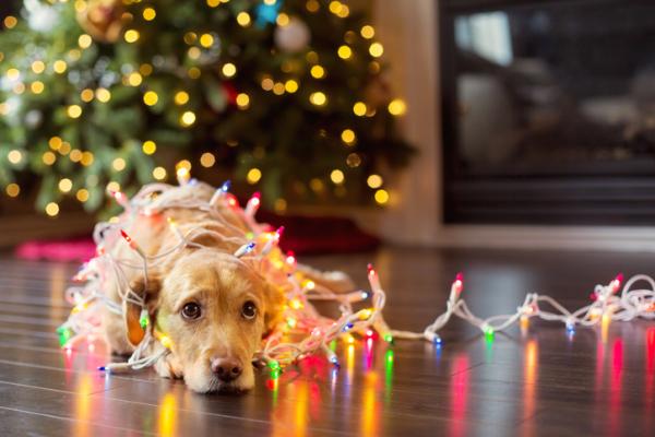 Niebezpieczne dla zwierząt ozdoby świąteczne - druty i lampki świąteczne