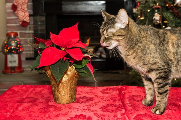 Niebezpieczne ozdoby świąteczne dla zwierzaków - bożonarodzeniowa roślina, jedna z najbardziej toksycznych