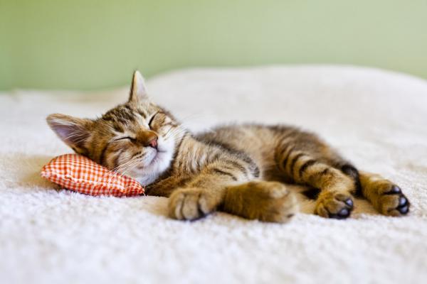 Jak odebrać kotka w domu?  - Zdrowie i inna opieka nad szczenięcym kotem