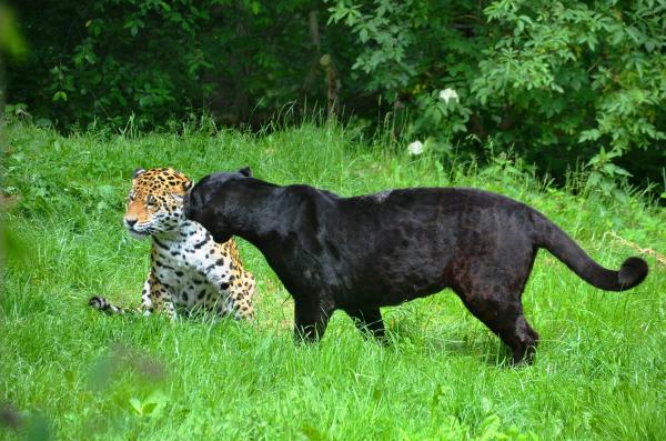 Ciekawostki dzikich kotów, których nie można przegapić - Ciekawostki jaguara, lamparta i czarnej pantery