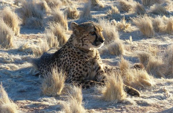 Ciekawostki dzikich kotów, których nie można przegapić - Ciekawostki geparda
