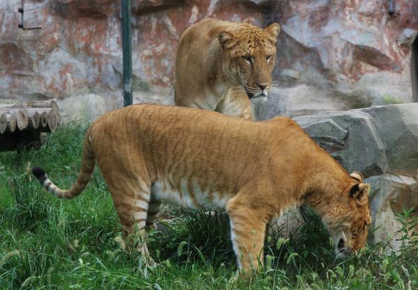 Ciekawostki dzikich kotów, których nie można przegapić - Ciekawostki tygrysa, lwa i ich hybryd