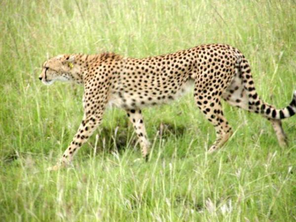 Wszystko o siedlisku gepardów — inne typy siedlisk gepardów