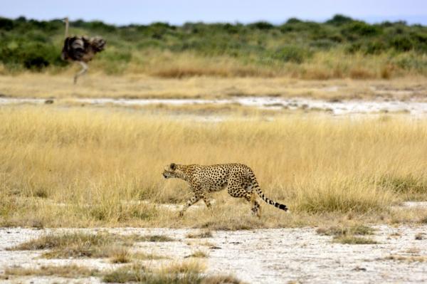 Wszystko o siedlisku gepardów — ochrona gepardów i siedlisk
