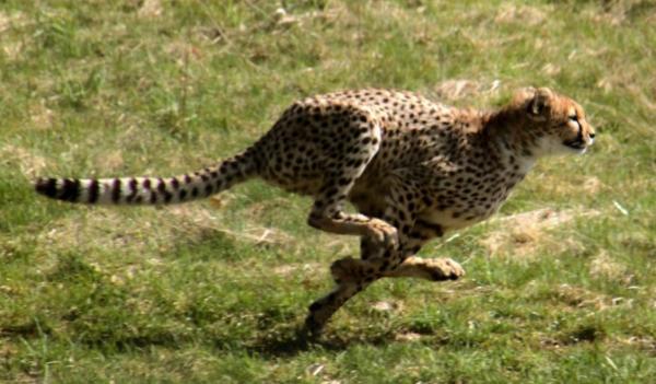 Wszystko o siedlisku geparda - sawanna jako siedlisko geparda