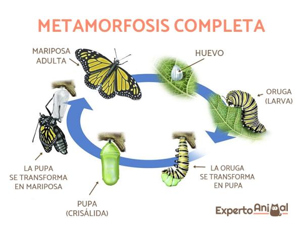 Zwierzęta przechodzące metamorfozę w swoim rozwoju - Fazy całkowitej metamorfozy u owadów