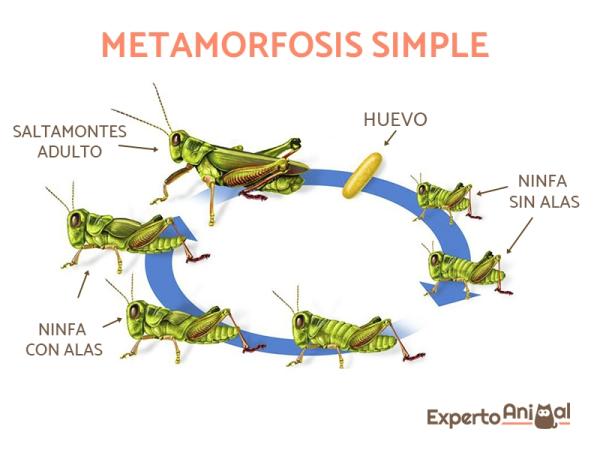 Zwierzęta przechodzące metamorfozę w rozwoju - Fazy prostej metamorfozy 