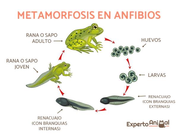 Zwierzęta przechodzące metamorfozę w rozwoju - Fazy metamorfozy u płazów
