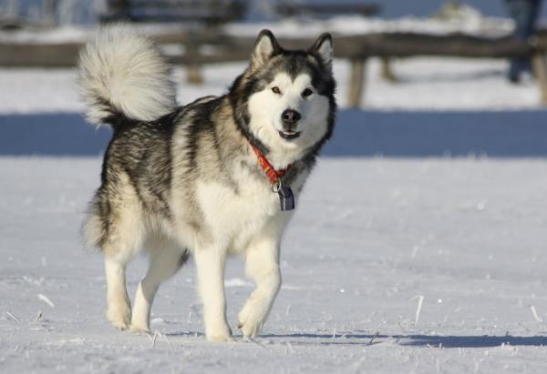 18 najstarszych ras psów na świecie według badań naukowych - 6. Alaskan Malamute