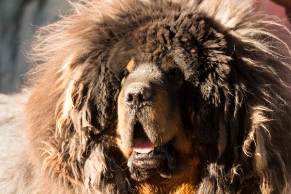 18 najstarszych ras psów na świecie według badań naukowych - 3. Mastif tybetański