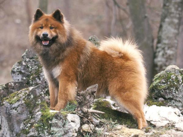 18 najstarszych ras psów na świecie według badań naukowych - 11. Eurasier