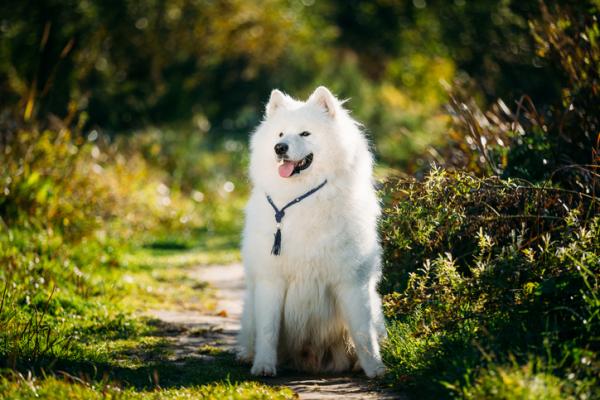 18 najstarszych ras psów na świecie według badań naukowych - 12. Samoyed