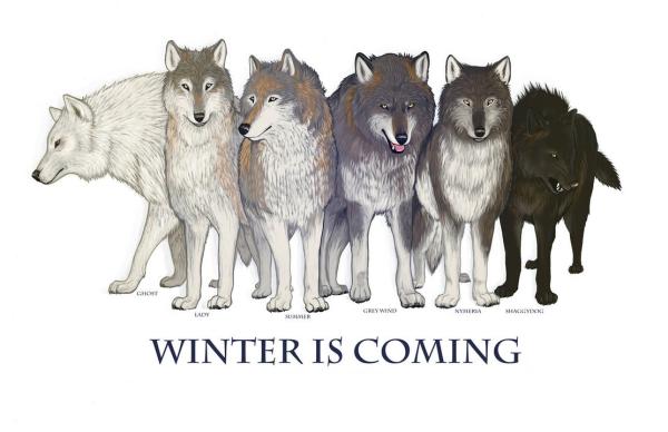Wszystko o wilkach z Game of Thrones - Ciekawostki o wilkołaku