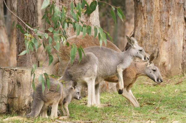 Reprodukcja kangura - reprodukcja łańcuchowa i diapauza czerwonego kangura