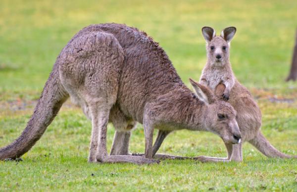 Rozmnażanie kangura - bardzo krótka ciąża