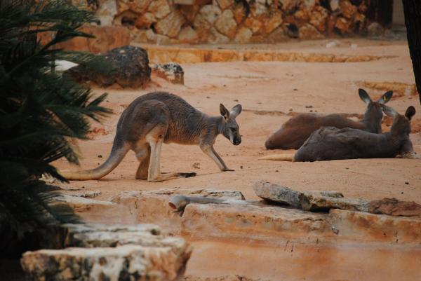 Rozmnażanie kangurów - A co z kangurami, które nie mają mechanizmu diapauzy?
