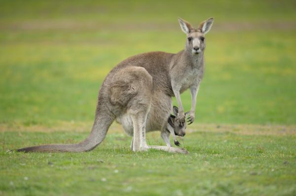 Reprodukcja kangura - każdy jego sutek