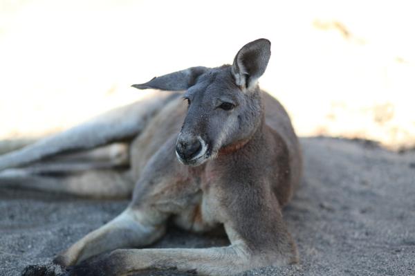 Reprodukcja kangura - Reprodukcja w rytmie otoczenia