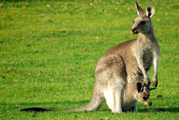 Reprodukcja kangura - Torba zawsze zajęta
