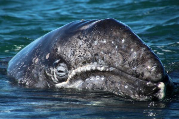 Rodzaje wielorybów - Rodzaje wielorybów w rodzinie Eschrichtiidae 