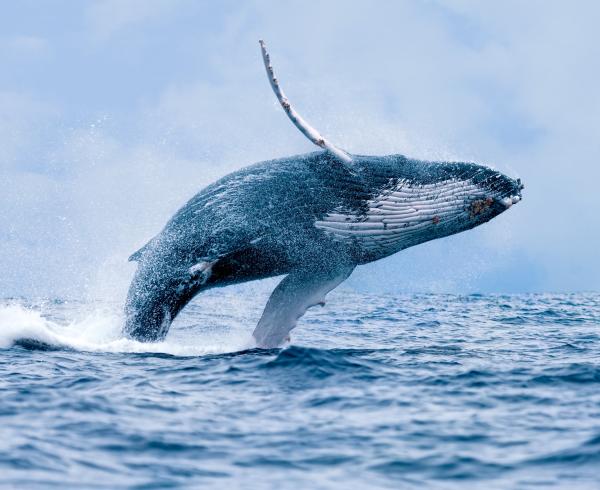 Rodzaje wielorybów - Rodzaje wielorybów z rodziny Balaenopteridae