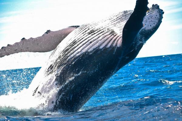Jak komunikują się wieloryby?  - Komunikacja w wielorybach