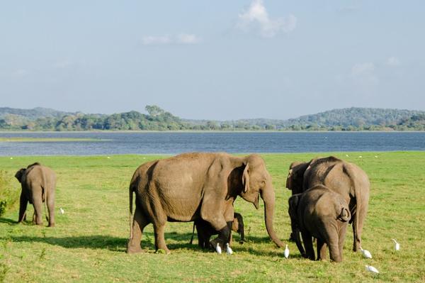 Słonie azjatyckie - rodzaje i cechy - Gdzie mieszka słoń azjatycki?