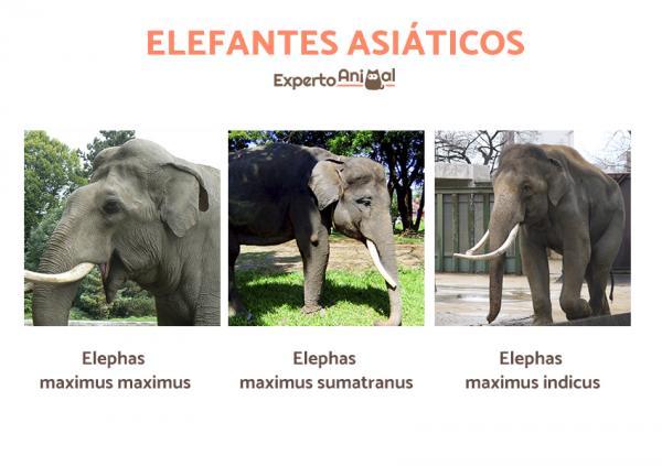 Słonie azjatyckie - rodzaje i cechy - Rodzaje słoni azjatyckich