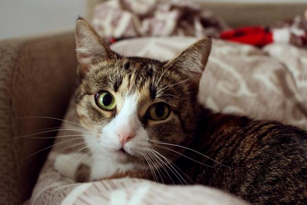 10 rzeczy, których nie wiedziałeś o kotach - 2. Ich język jest bardzo złożony