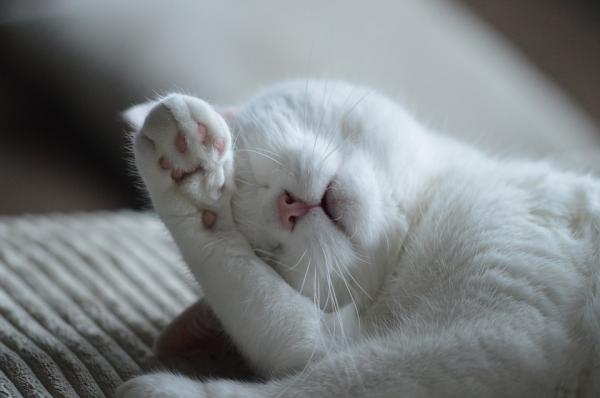 10 rzeczy, których nie wiedziałeś o kotach - 3. Kocie sny 