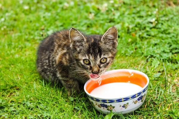 10 rzeczy, których nie wiedziałeś o kotach - 5. Mleczny mit 