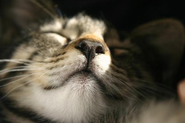 10 rzeczy, których nie wiedziałeś o kotach - 9. Kocie odciski palców