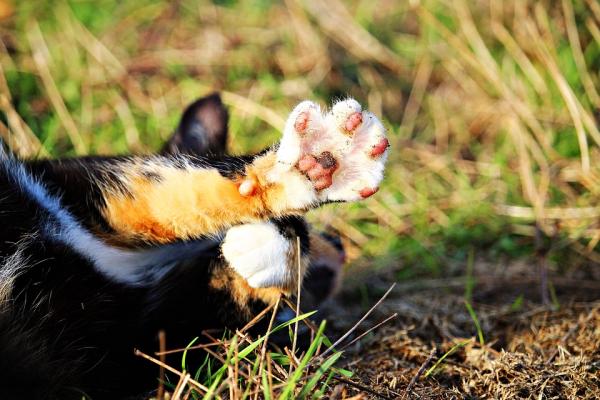 10 rzeczy, których nie wiedziałeś o kotach - 10. Koty leworęczne i praworęczne